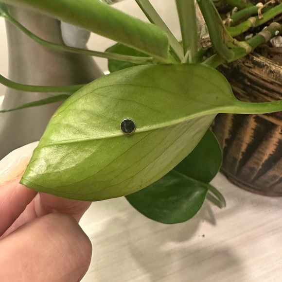 🍃10 pack PLANT MAGNETS!🍃 - Picture 16 of 16